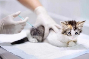 Fethiye- Muğla Aşılar ve Aşı Takvimi / Vaccination 