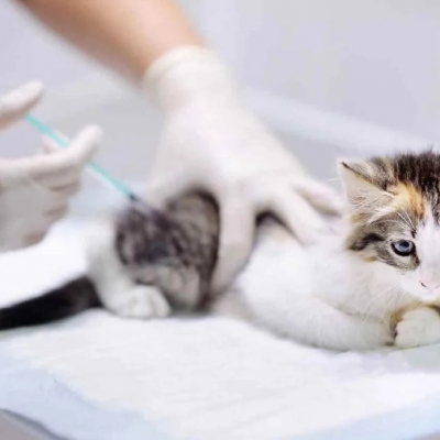 Aşılar ve Aşı Takvimi / Vaccination 