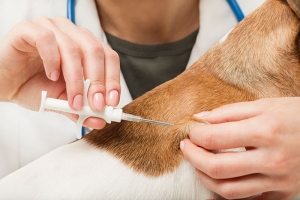 Fethiye- Muğla Mikroçip Uygulaması / Microchipping