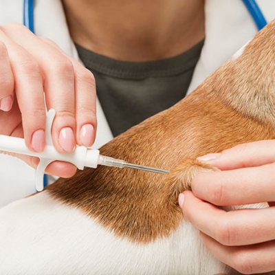 Mikroçip Uygulaması / Microchipping