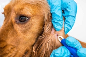 Fethiye- Muğla Parazit Tedavisi / Antiparasitic Treatment