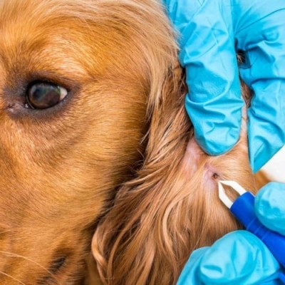 Parazit Tedavisi / Antiparasitic Treatment